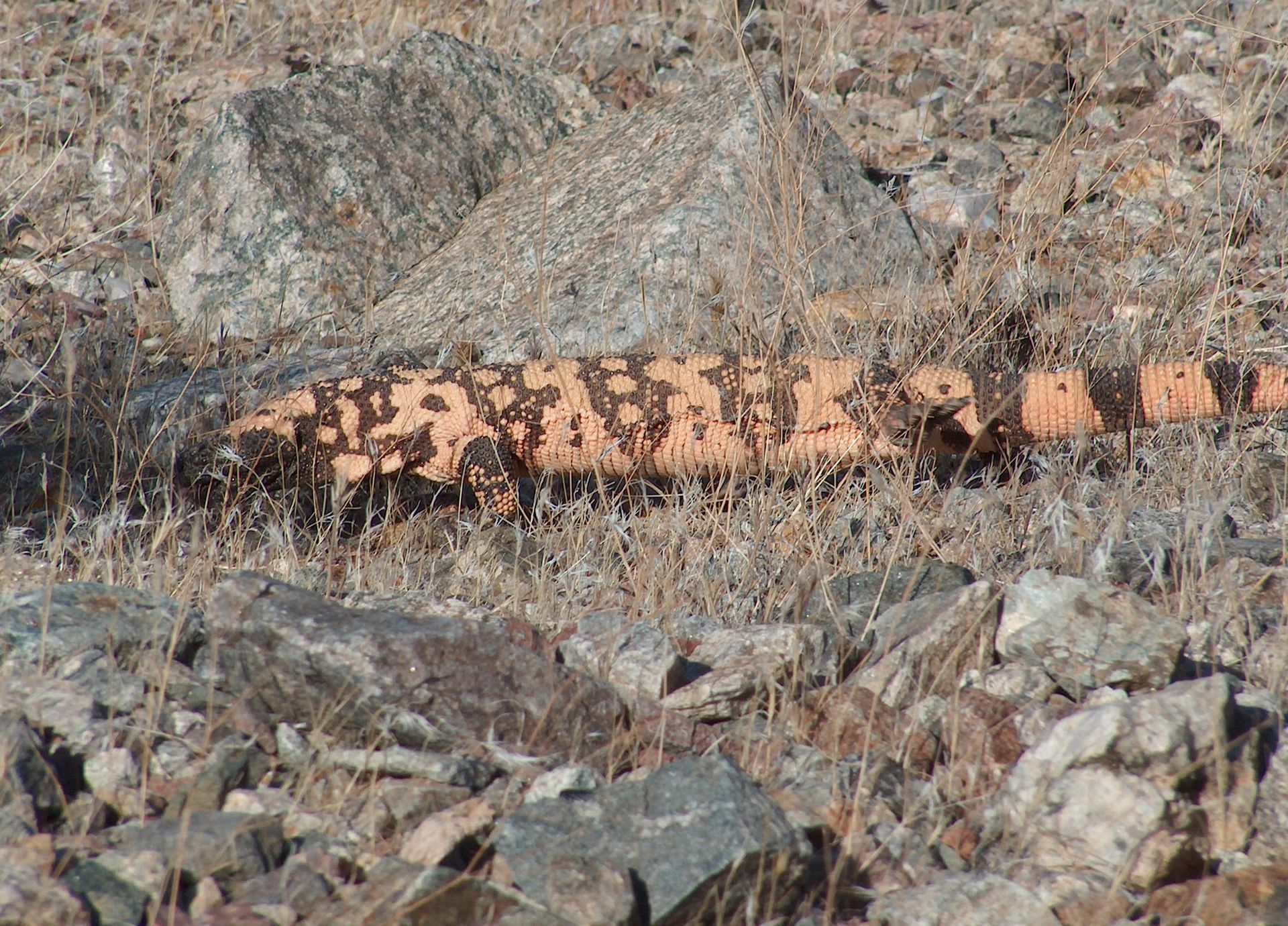 A group of animals are standing on top of a rocky hillside.