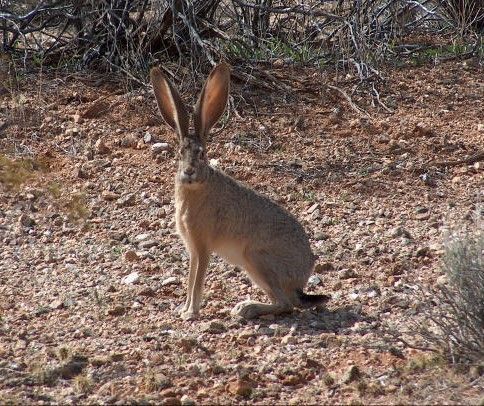 A brown rabbit is standing on a rocky ground.