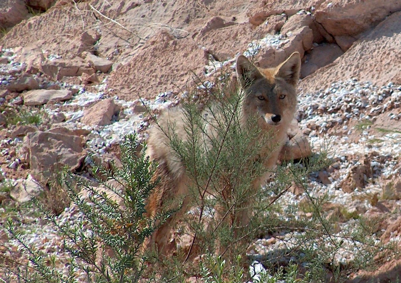 A coyote is standing in a bush in the desert.