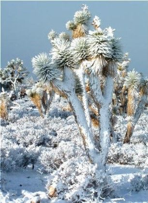 A cactus covered in snow in the desert