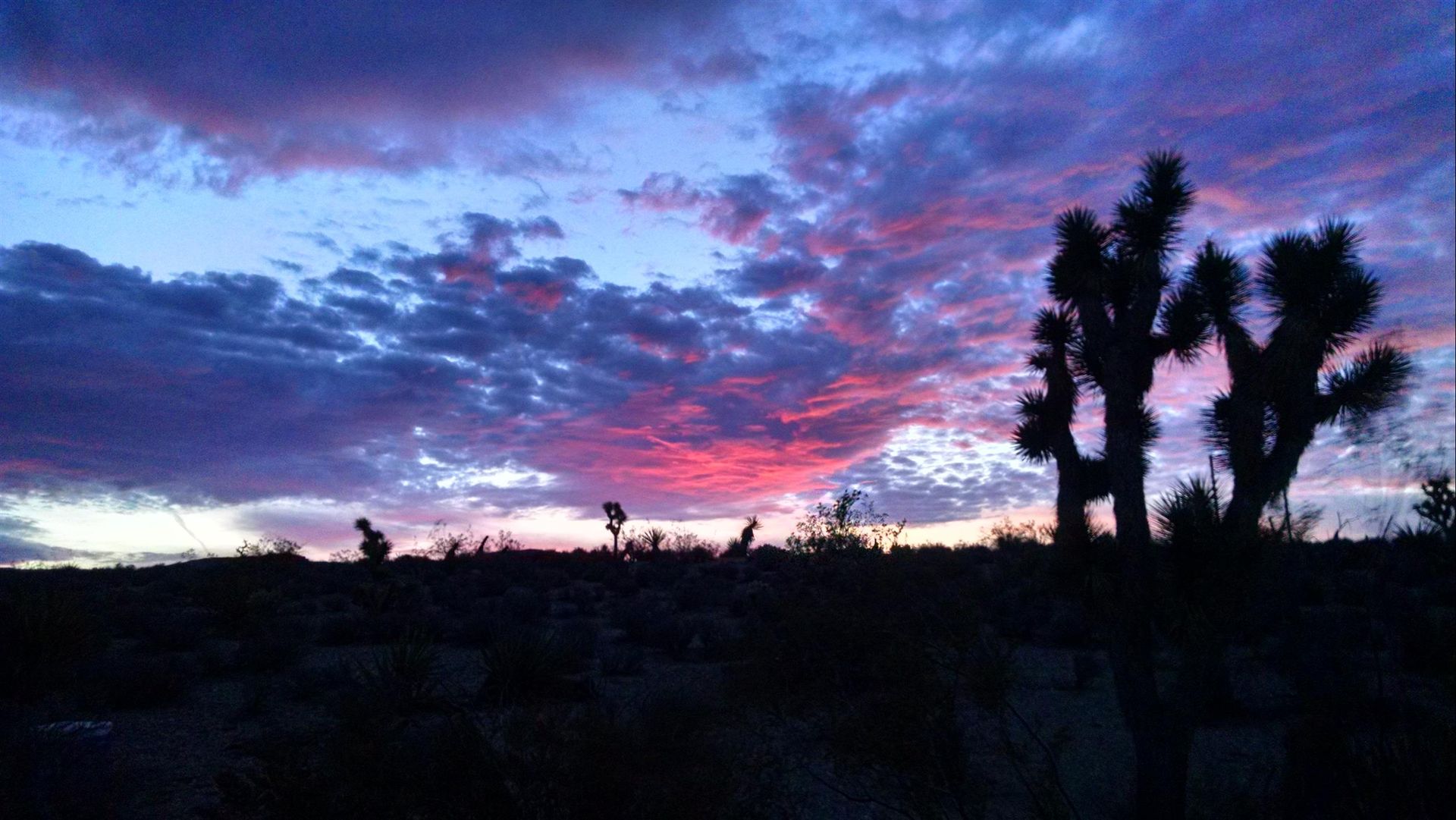 A sunset with a silhouette of a cactus in the foreground