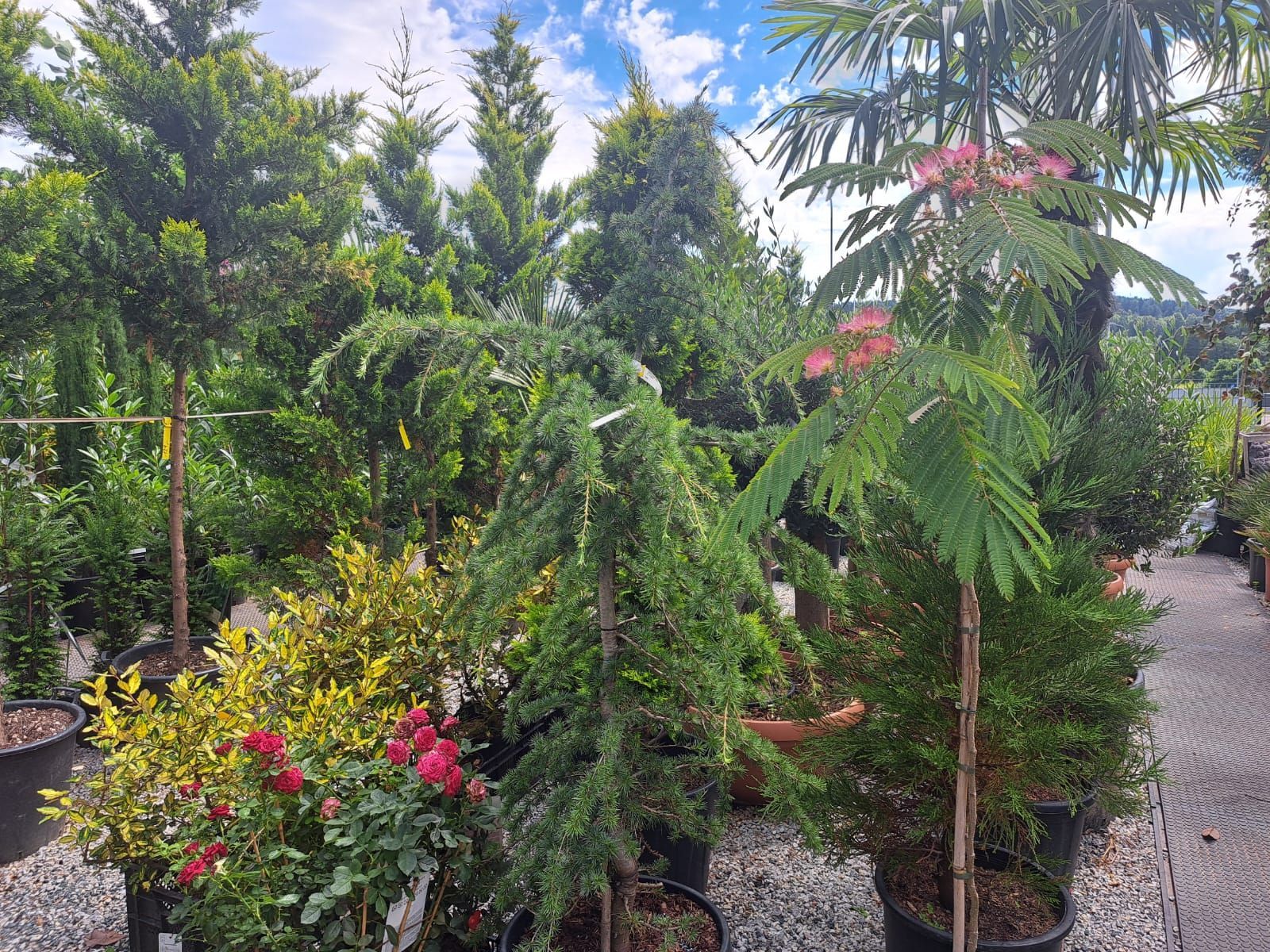 Ein Gewächshaus mit vielen Topfpflanzen und Bäumen.