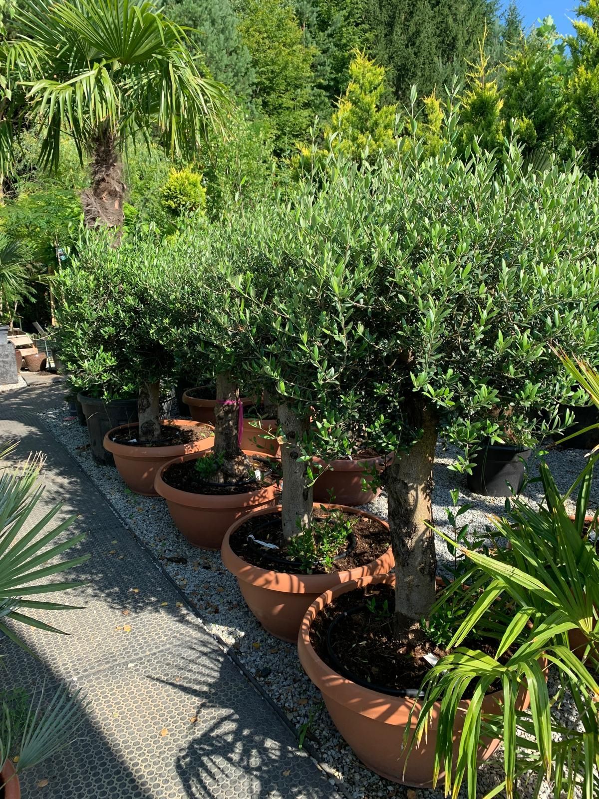 In einem Garten stehen mehrere Topfpflanzen in einer Reihe.