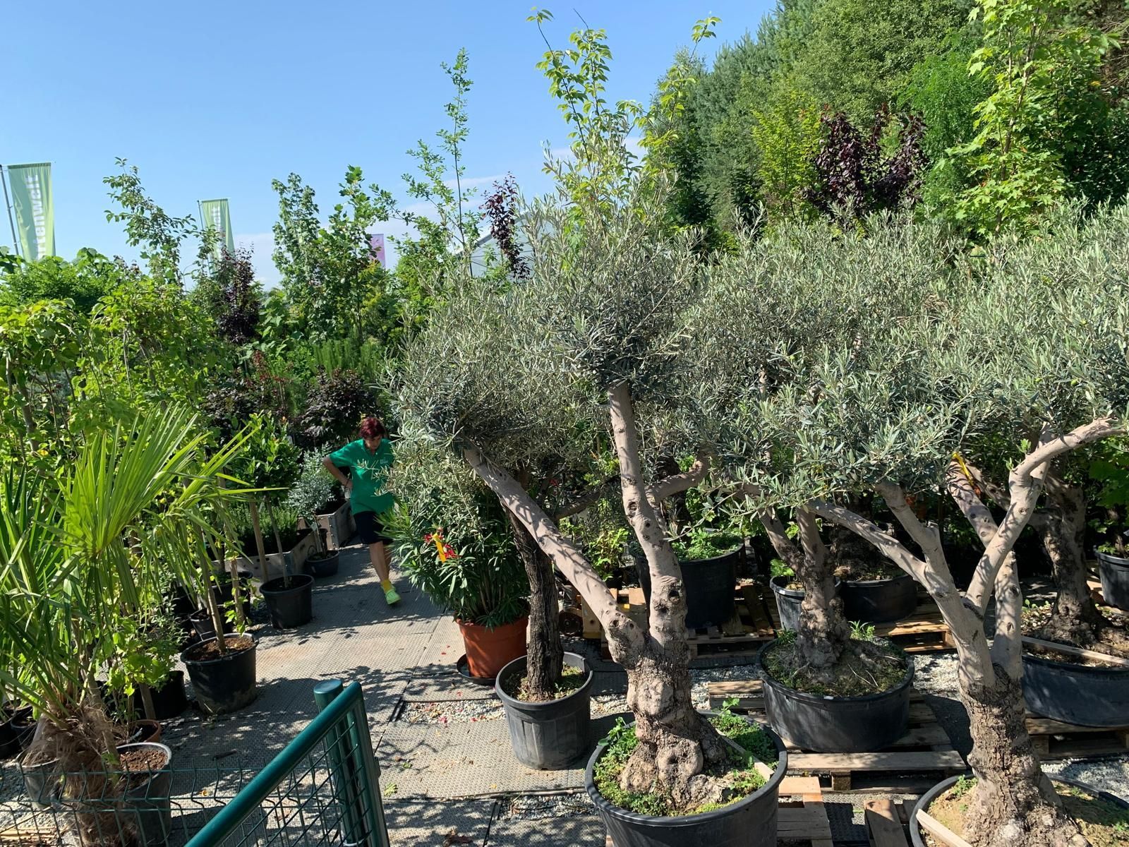Ein Mann in einem grünen Hemd steht in einem Garten, umgeben von Topfpflanzen.
