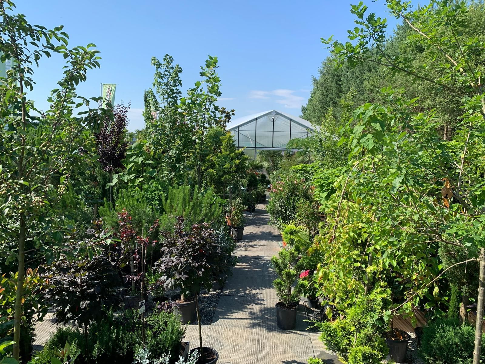 Ein Gewächshaus mit vielen Topfpflanzen und Bäumen.