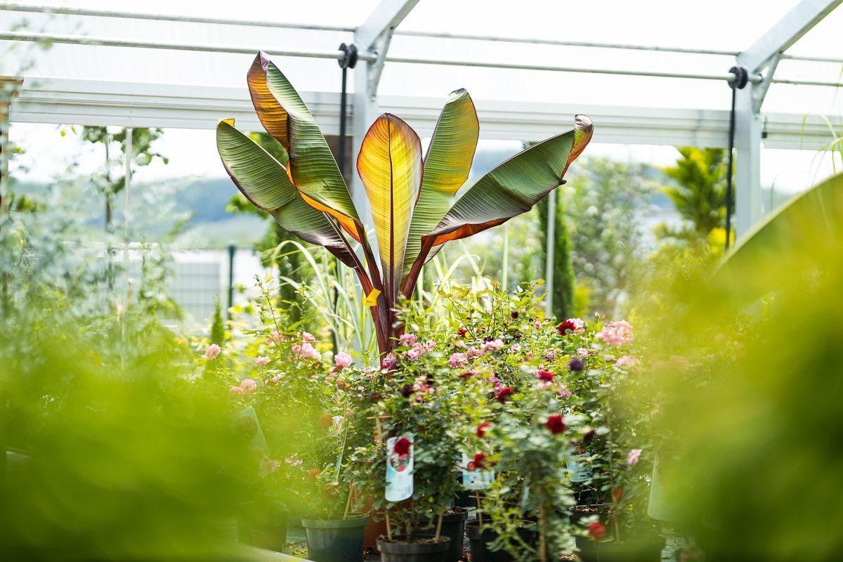 Ein Gewächshaus mit vielen Topfpflanzen.