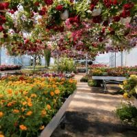 A greenhouse filled with lots of flowers and hanging baskets.