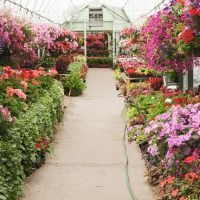 A greenhouse filled with lots of flowers and plants.