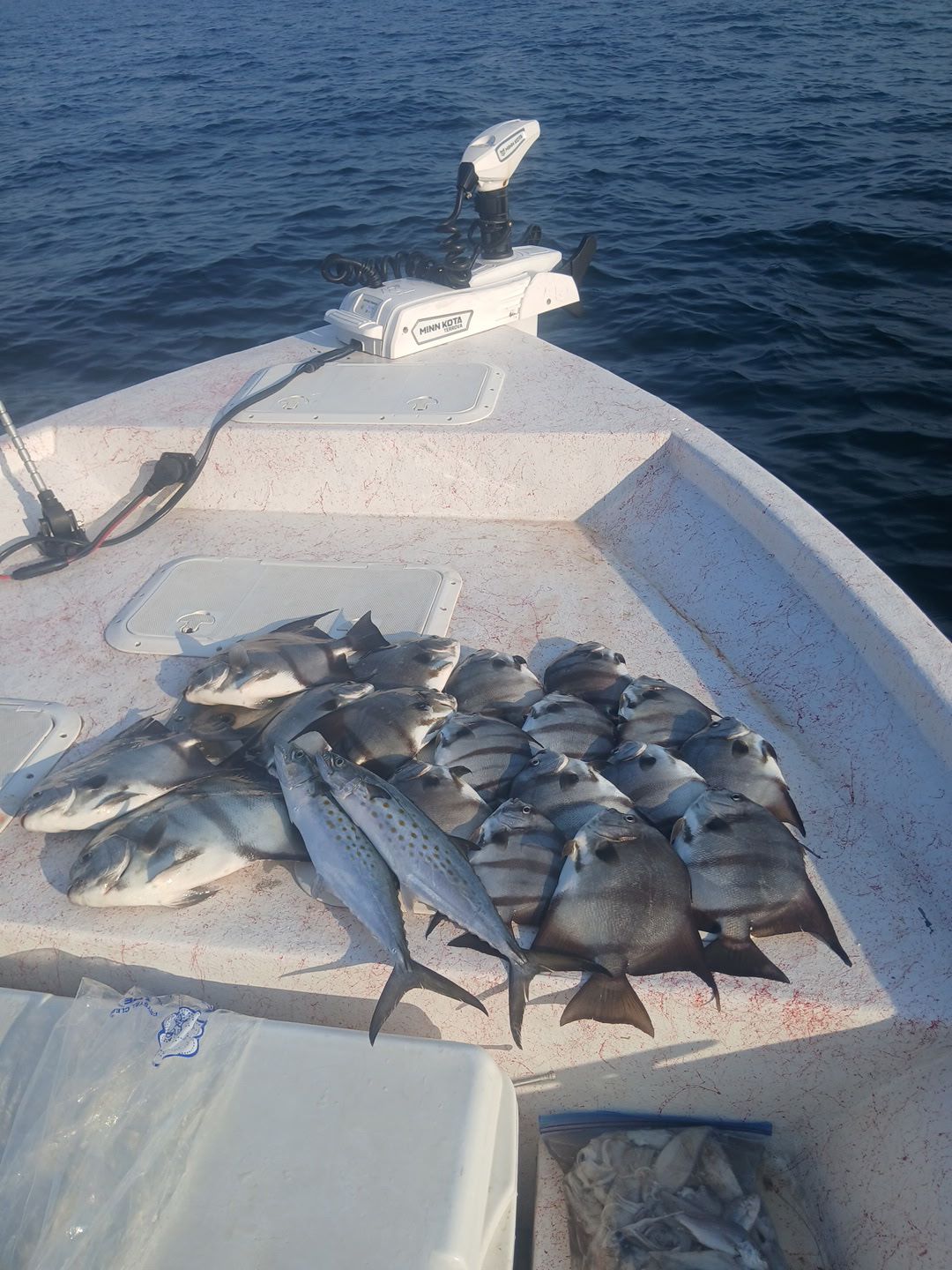 Several freshly caught fish laid on a boat deck with open water in the background