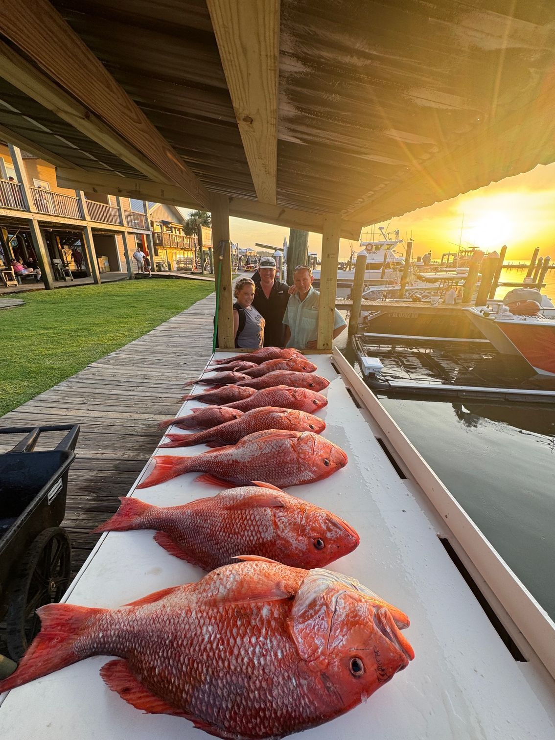 Fresh red fish lined on a table at a waterfront market at sunset