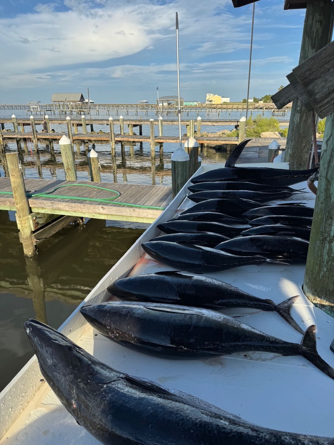 Fresh fish laid out on a dockside table beside a wooden pier and calm water under a blue sky