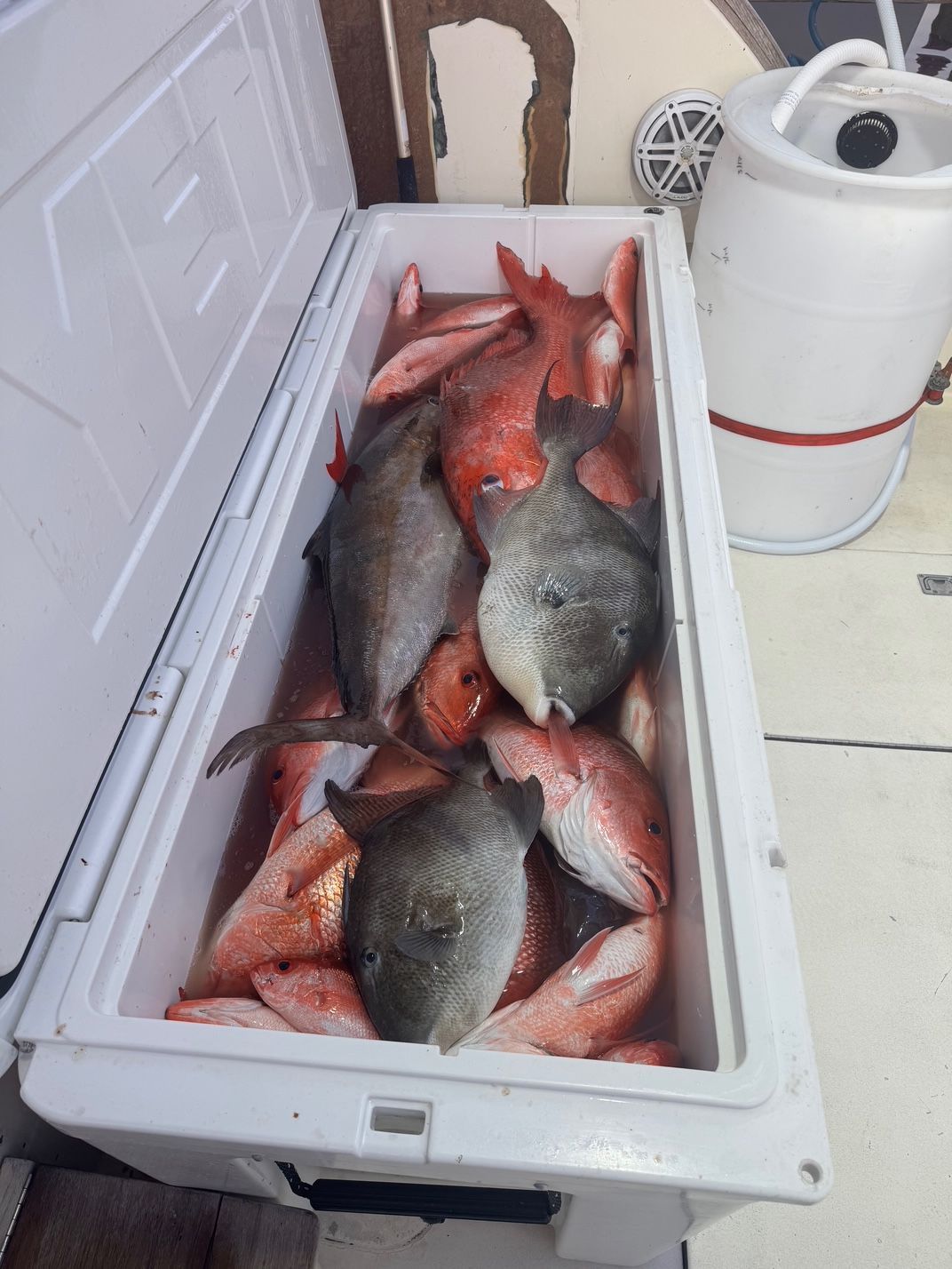 Open cooler filled with assorted fresh fish on a tiled floor beside a white bucket.