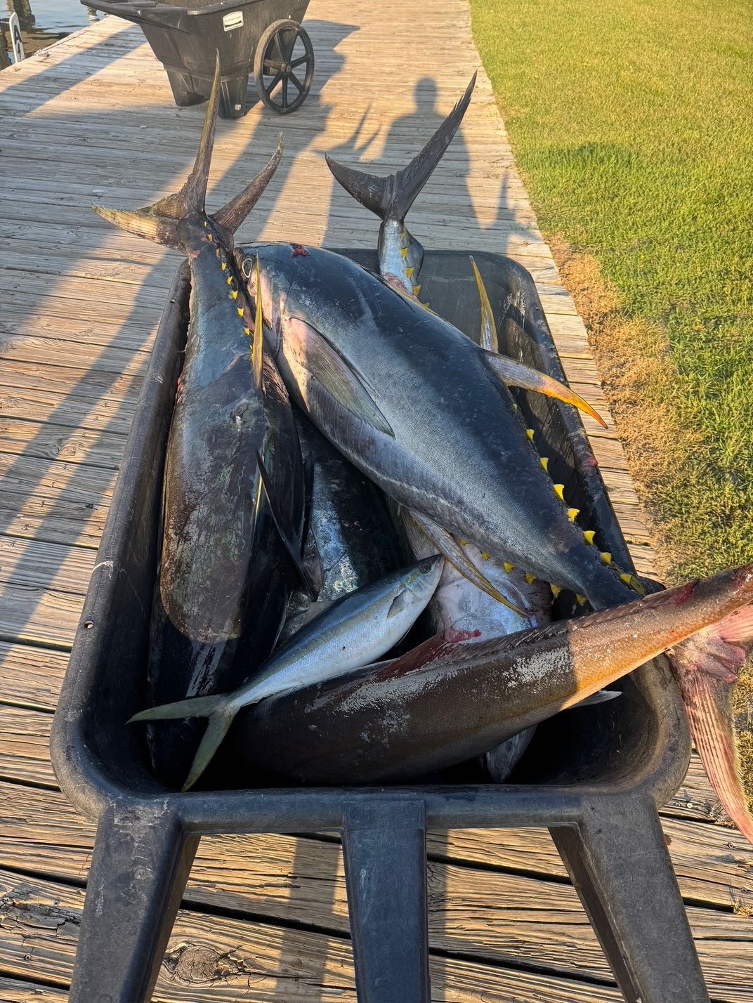 Wheelbarrow full of freshly caught tuna on a wooden dock in sunlight