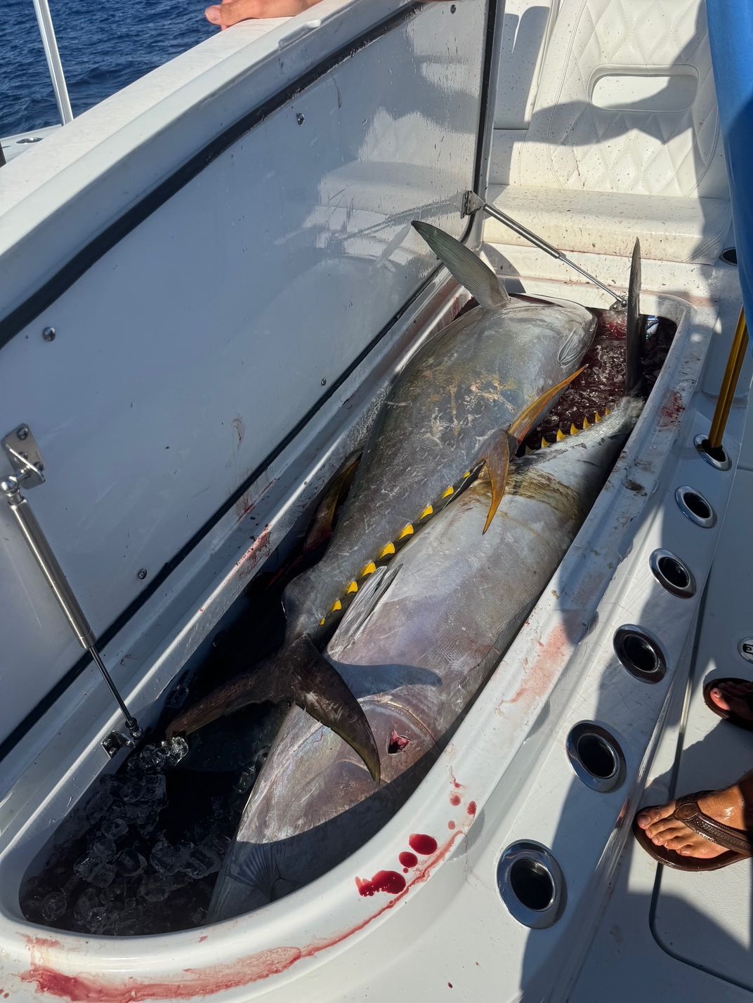 Large fish with yellow spots in a white boat hatch, next to a fishing rod and blood stains