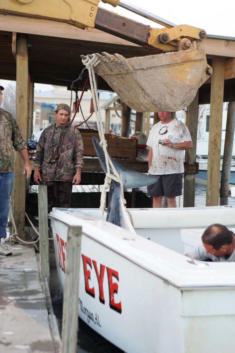 A shark suspended by a hoist over a boat named 