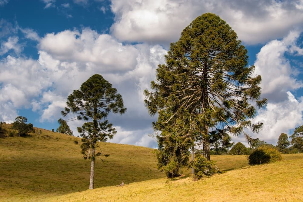 Two Trees Are Standing On Top Of A Grassy Hill — Ollies Towing & Shipping Container Sales in Maidenwell, QLD