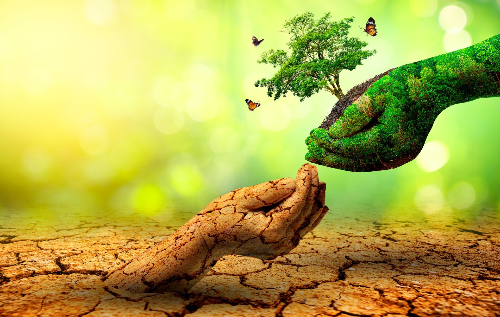 A person is holding a tree in their hands.