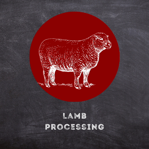 Lamb Processing