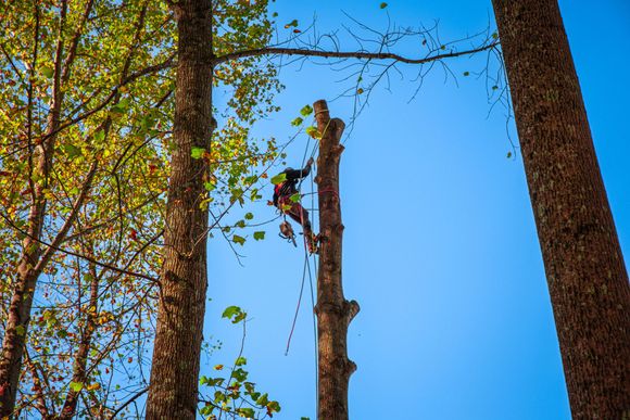 Person pruning a tree against a bright blue sky.