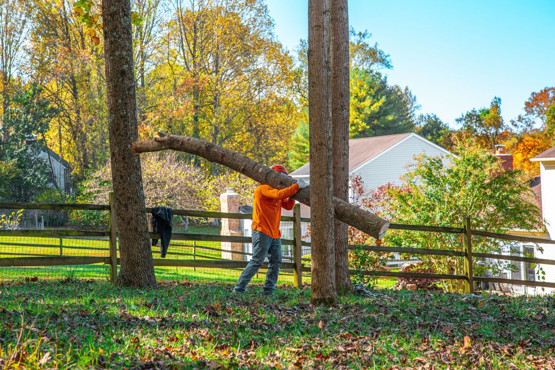 Man carrying a tree branch between two trees in a grassy yard, house and fence in background.