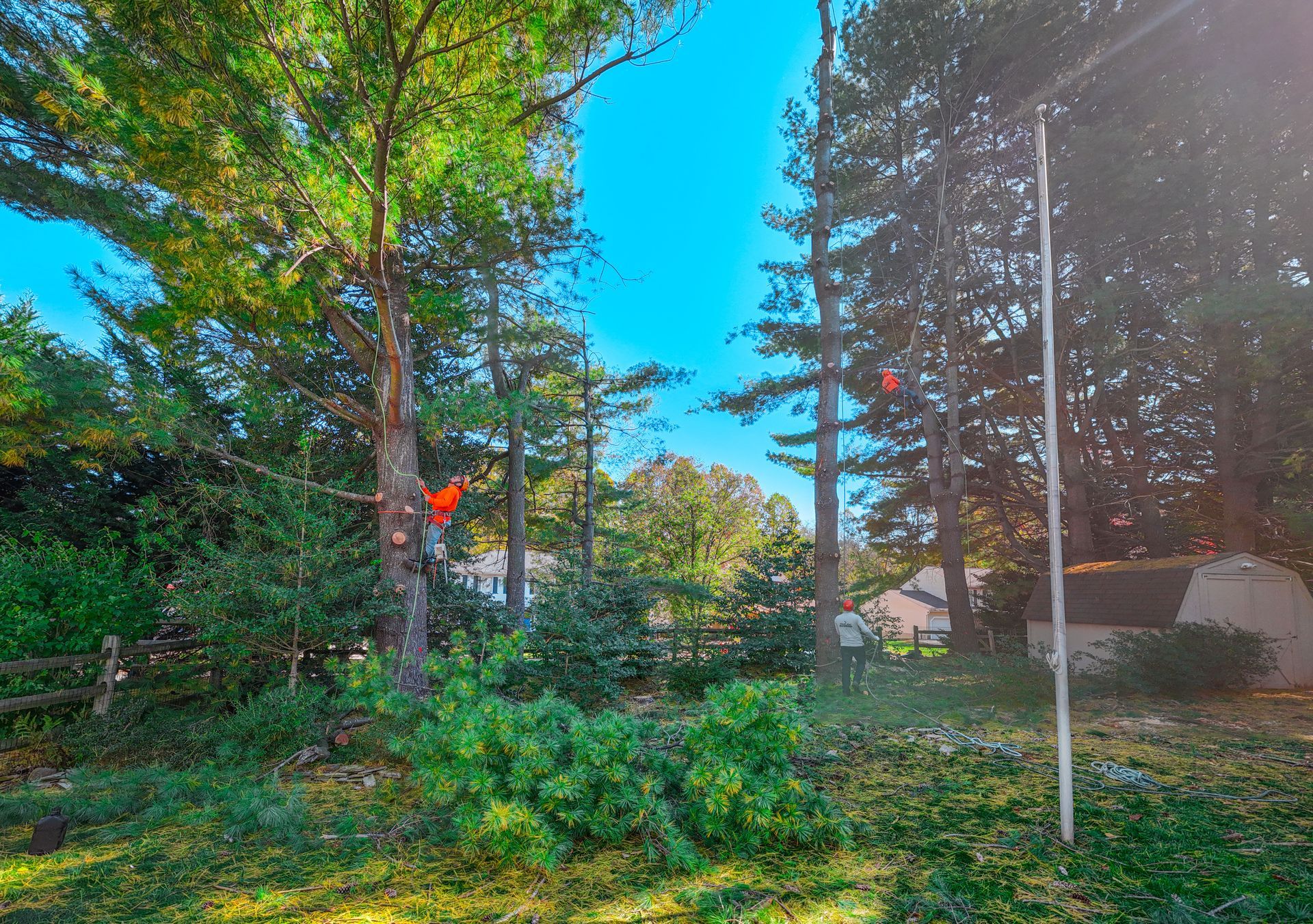 Two people working on trees in a yard, with orange markers. Trees, greenery, and blue sky in background.