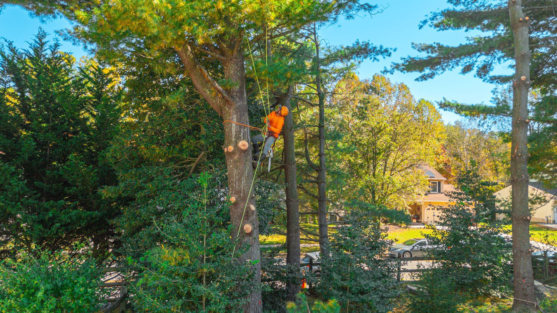 Arborist in orange shirt, trimming a tall tree in a residential area, under a blue sky.