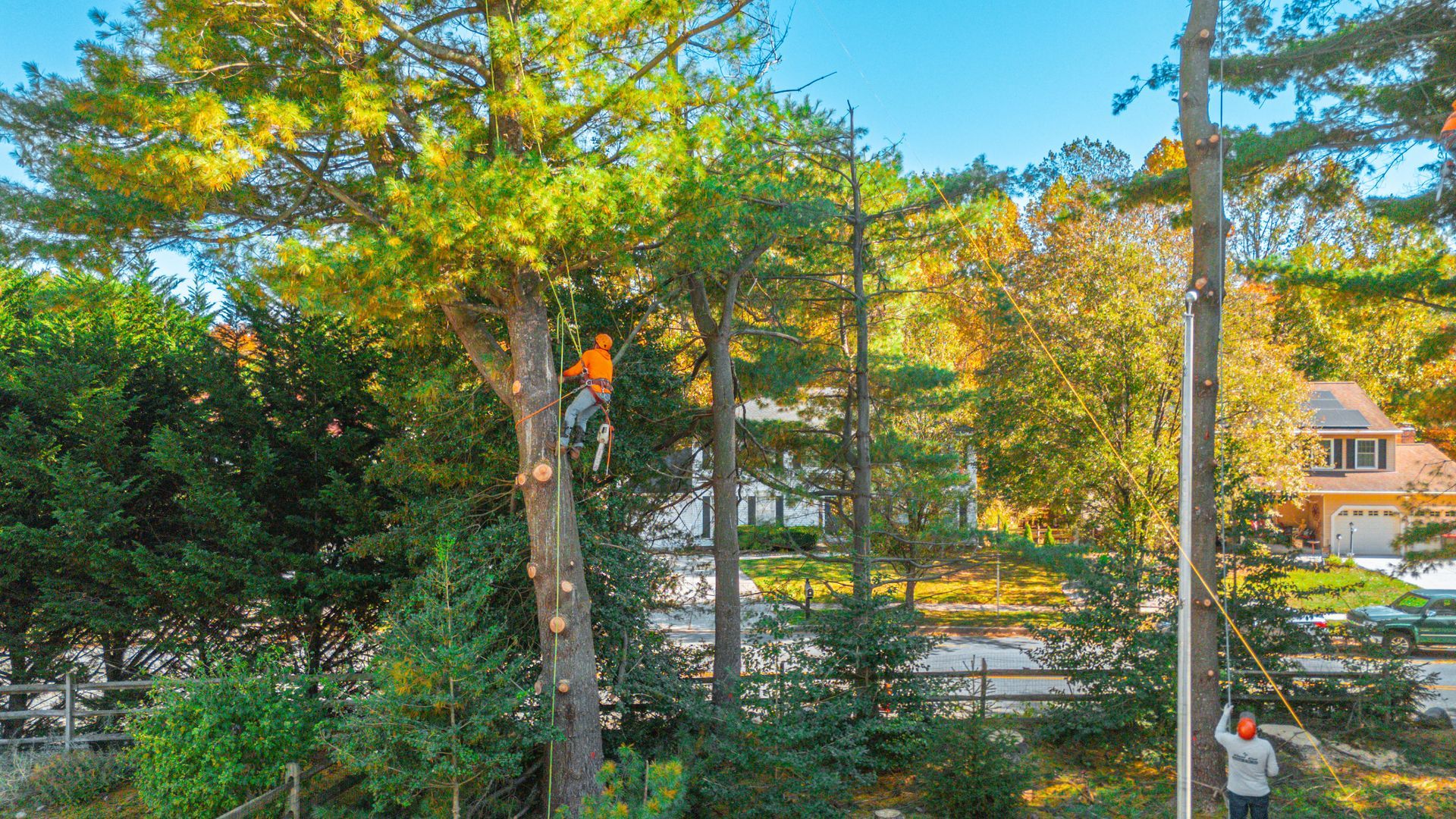 Tree service worker trimming a tall tree outdoors on a sunny day.