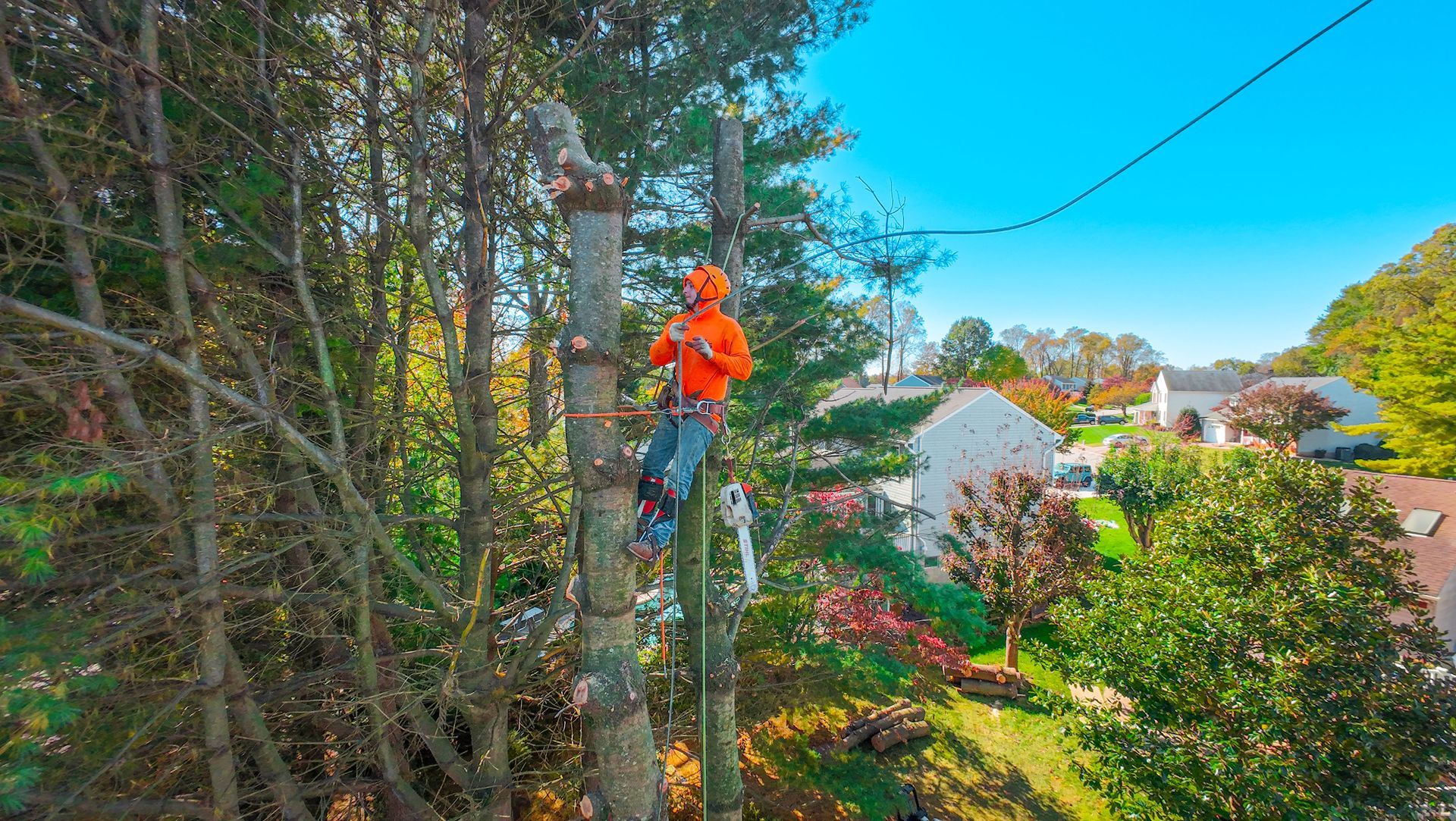 Arborist in orange suit and helmet, cutting a tree trunk. Blue sky, suburban background.