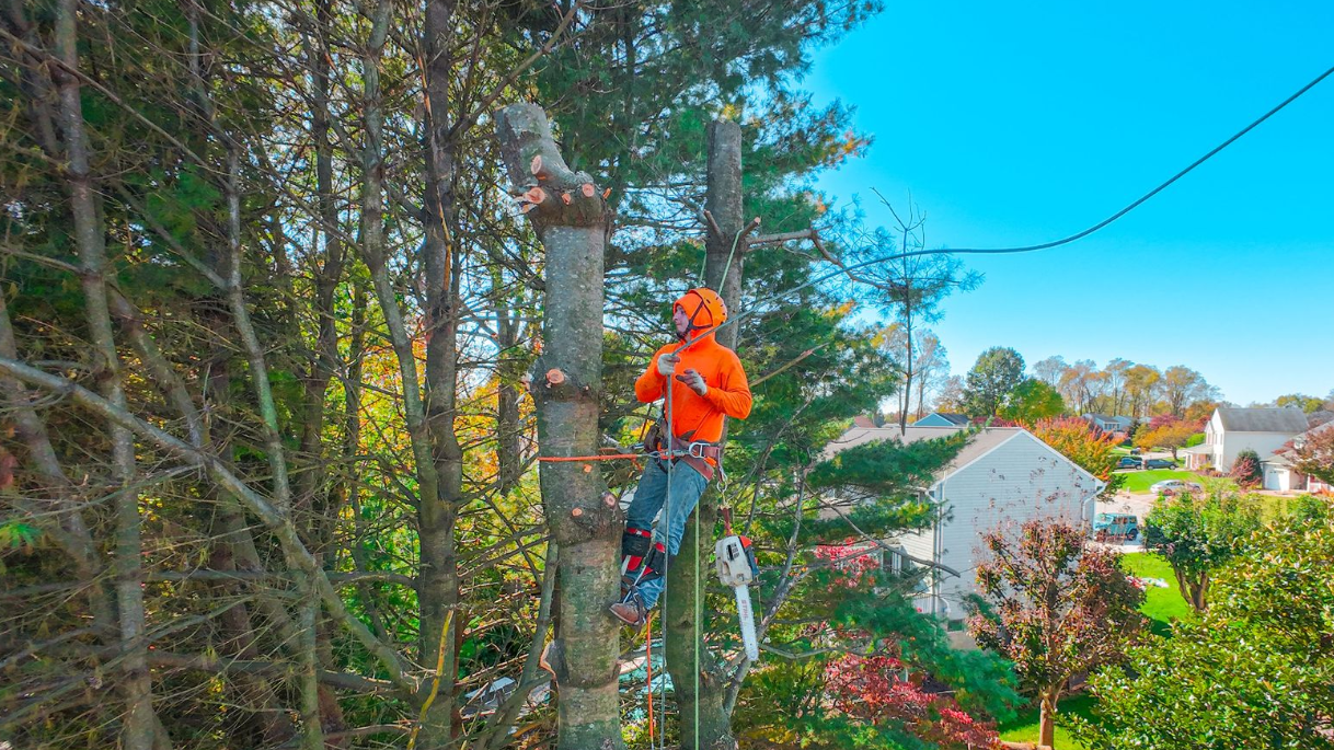 Arborist in orange shirt and hard hat cuts a tree branch with a chainsaw against a blue sky.