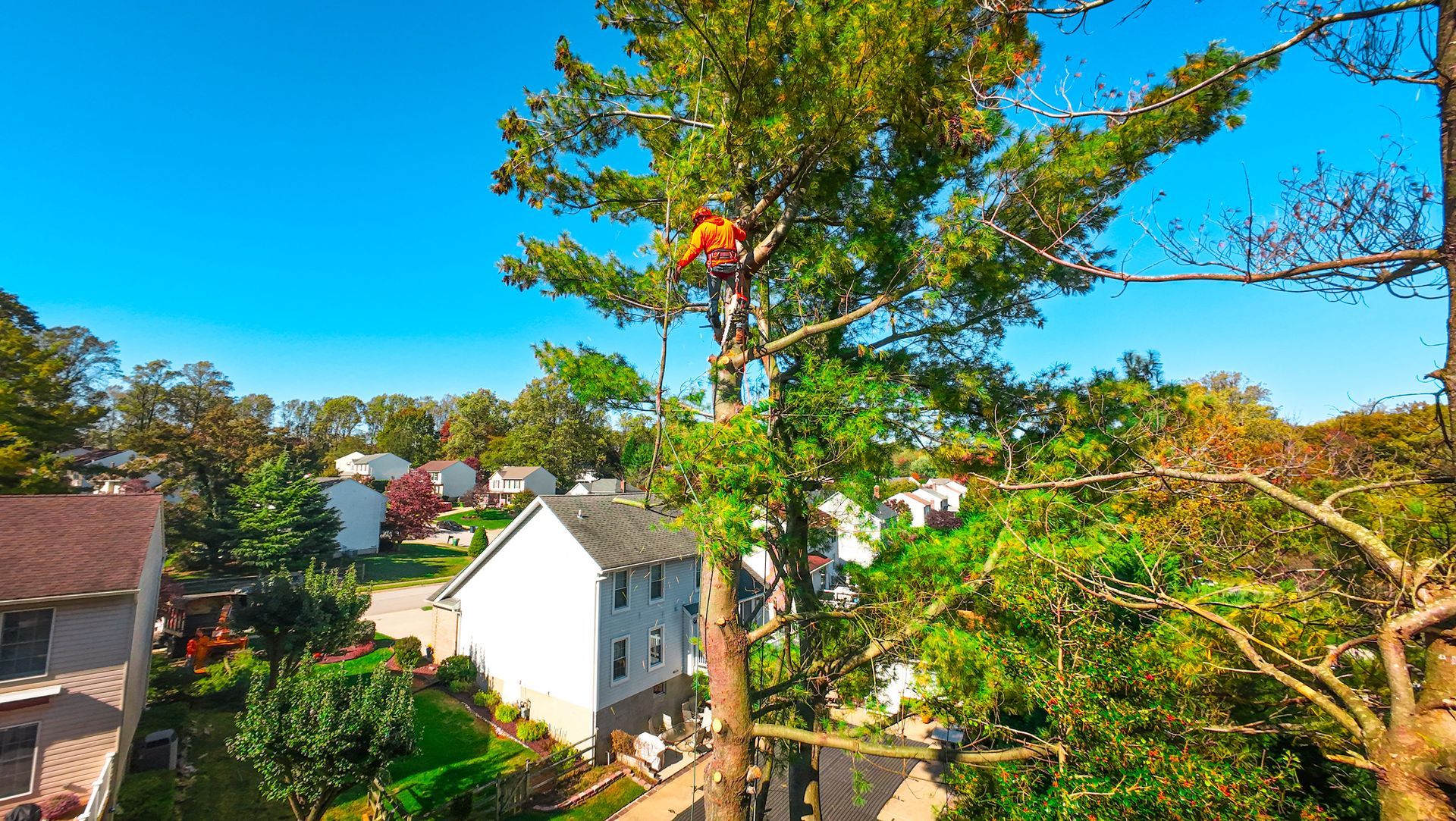 Arborist in orange shirt trimming a tall tree in a residential area on a sunny day.