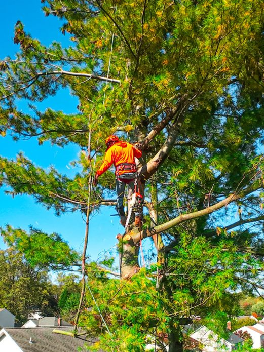 Tree worker in orange gear, pruning a tall tree on a sunny day.