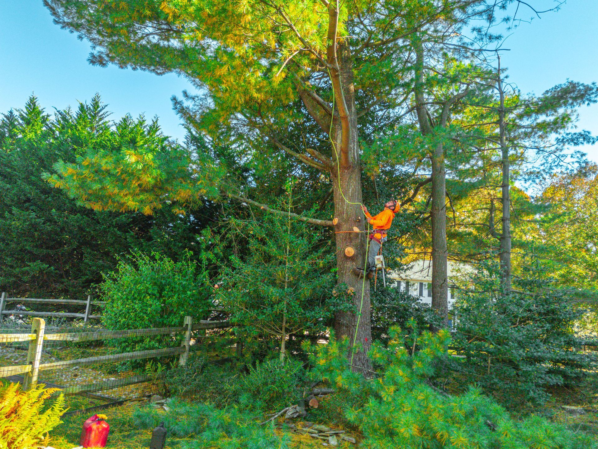 Arborist in orange climbing a tree, cutting branches. Green foliage and fence in foreground, sunny day.