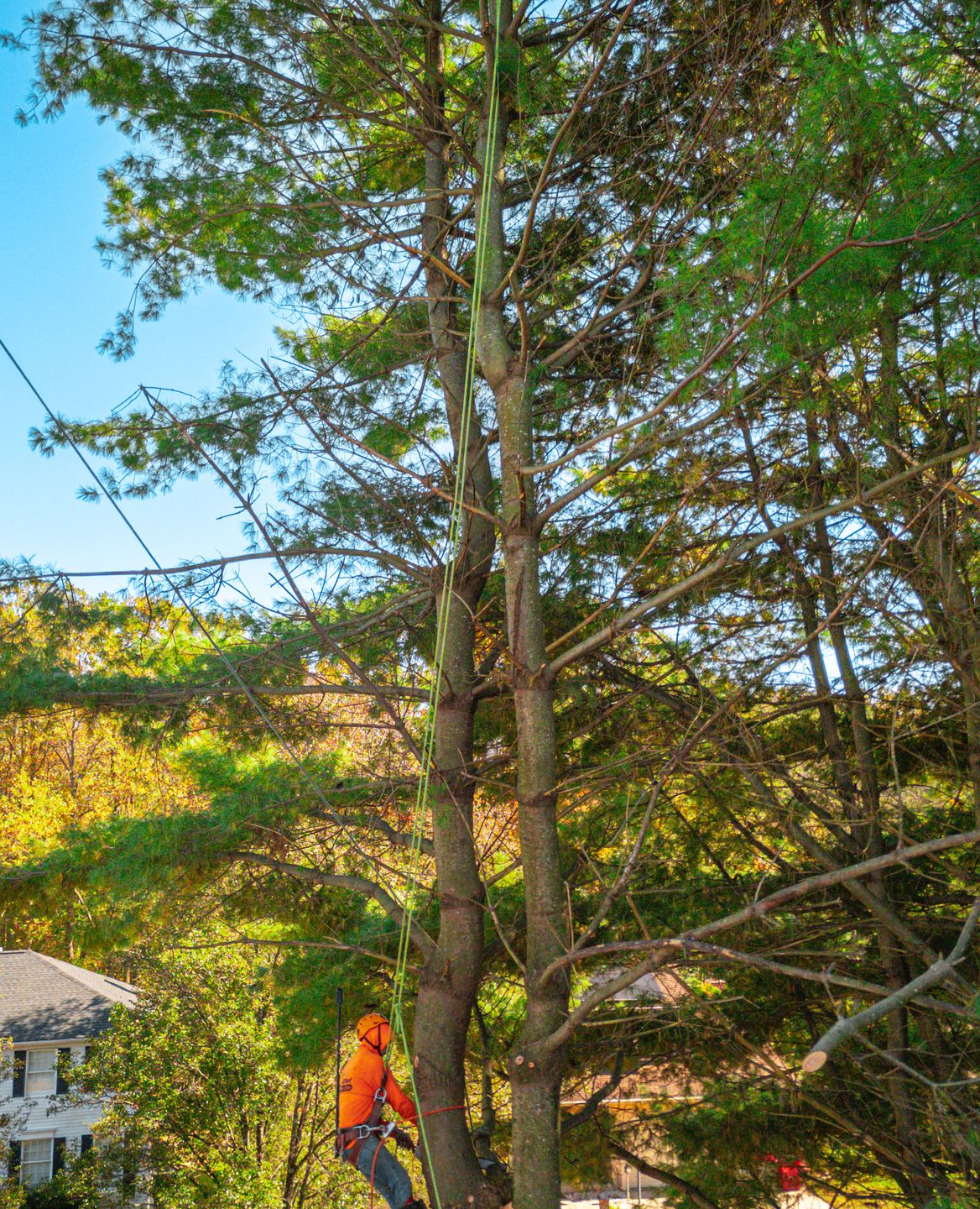 Arborist in orange gear, cutting a tall tree with ropes and tools, outdoors on a sunny day.