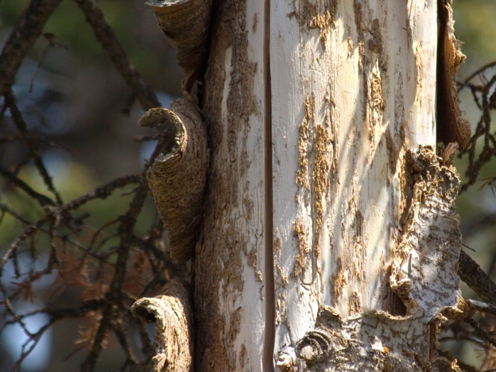 Decayed tree trunk with peeling bark and a gray, papery wasp nest attached.