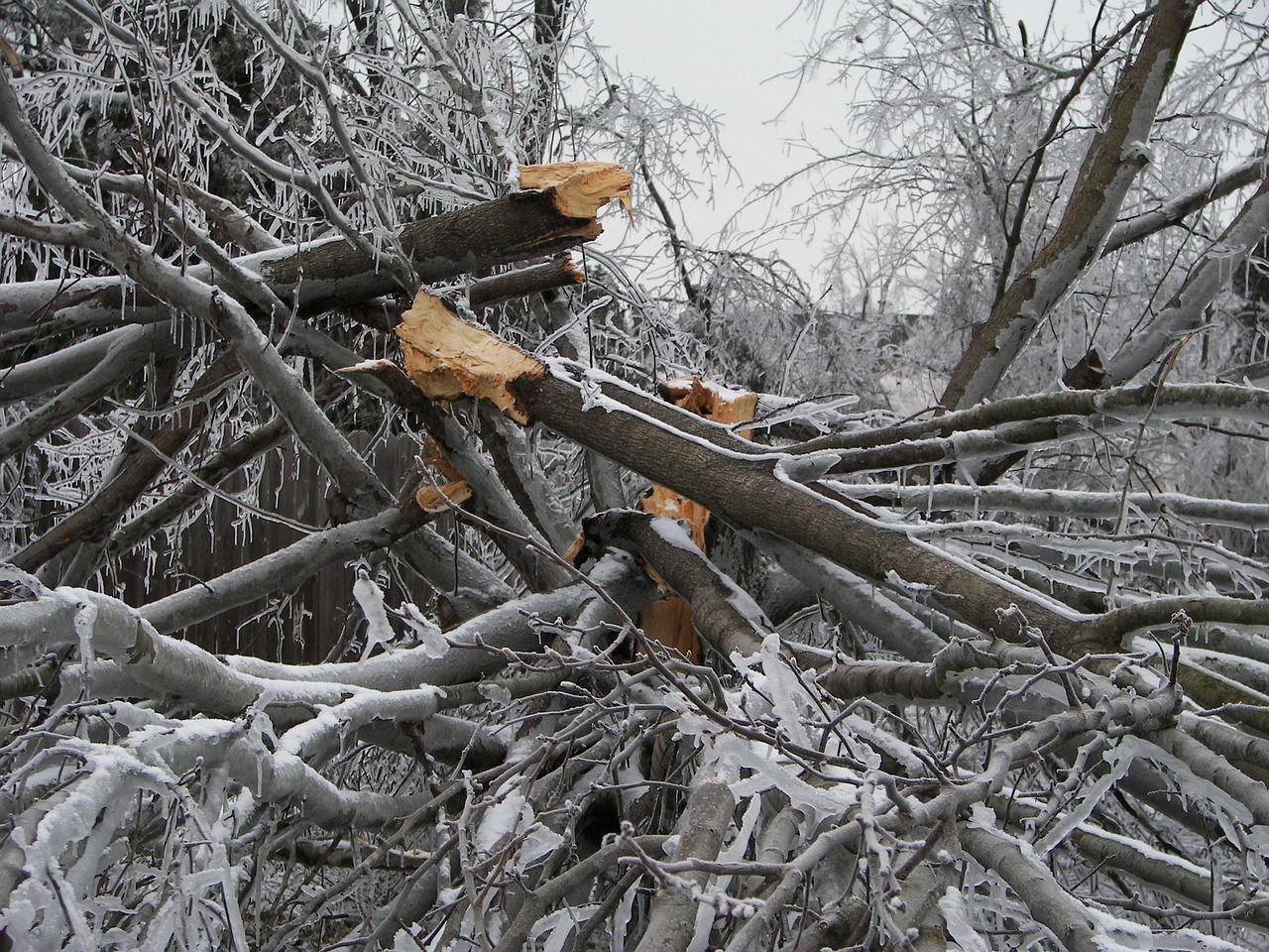 Branches covered in ice, broken wood, winter setting.