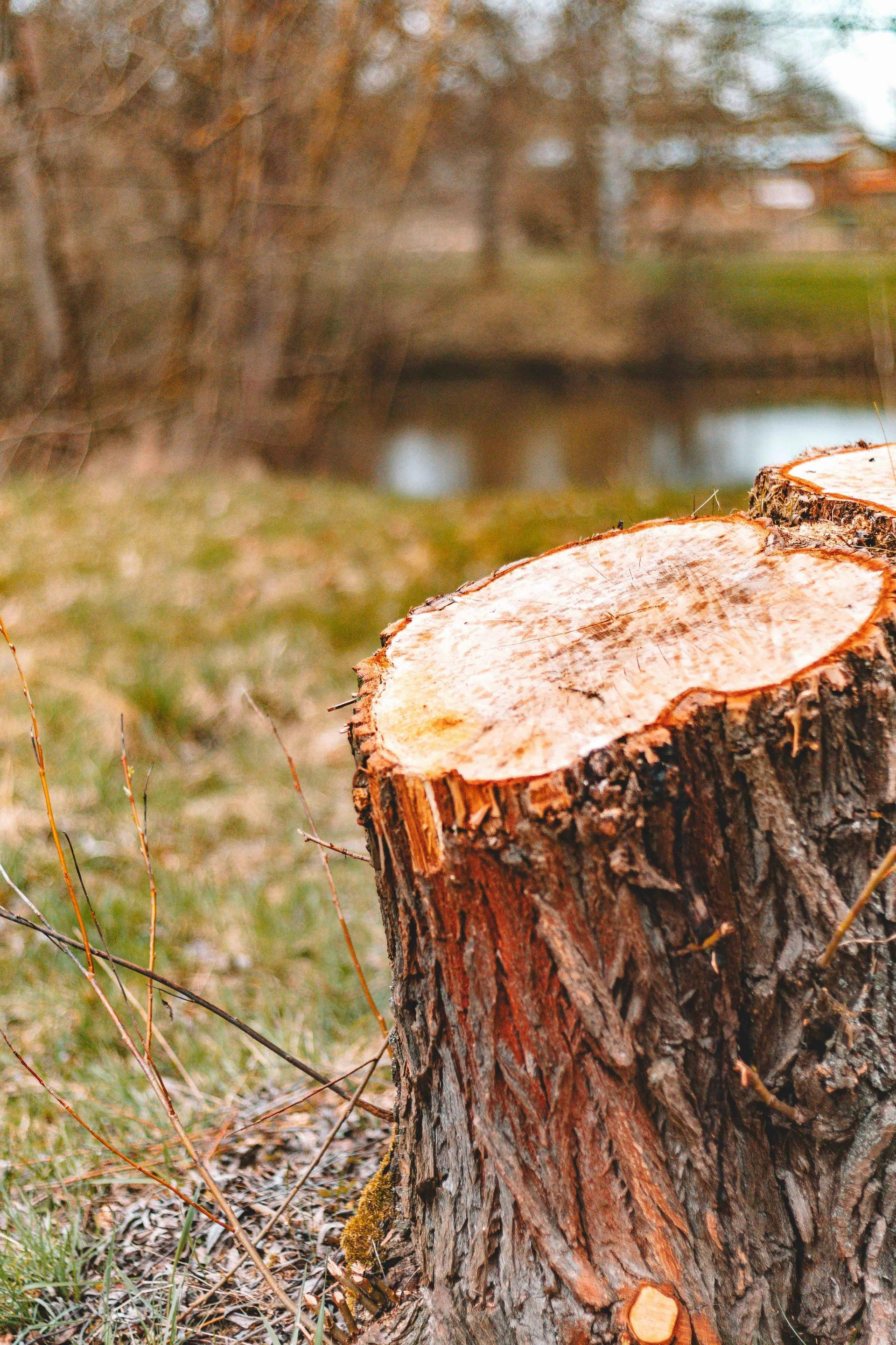 Tree stump in a field with a pond in the background. Brown and green colors dominate the scene.