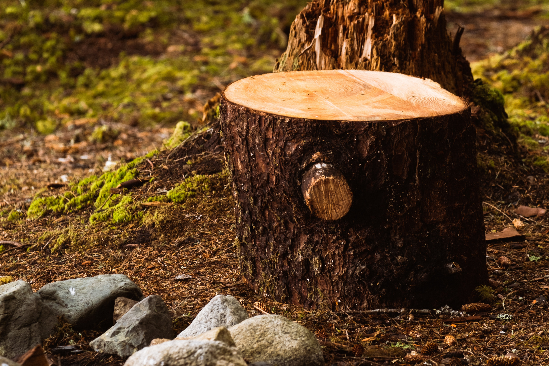 Tree stump in a backyard; moss and rocks surround.