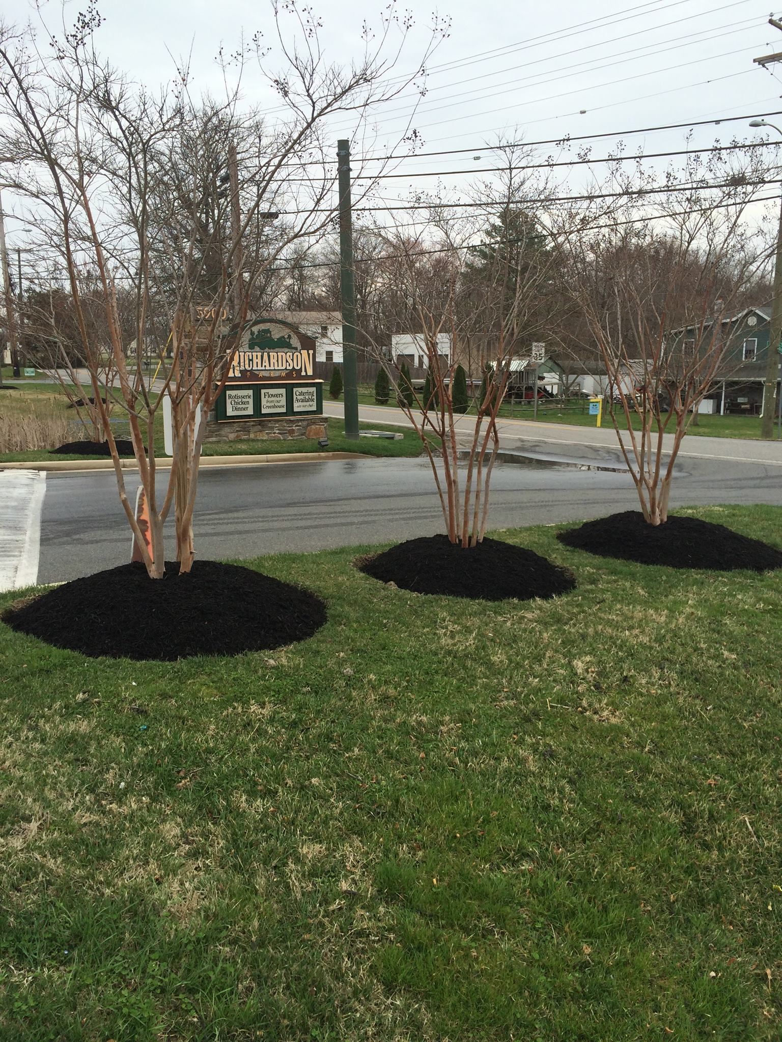 Three young trees with reddish bark, surrounded by black mulch, on a grassy median.
