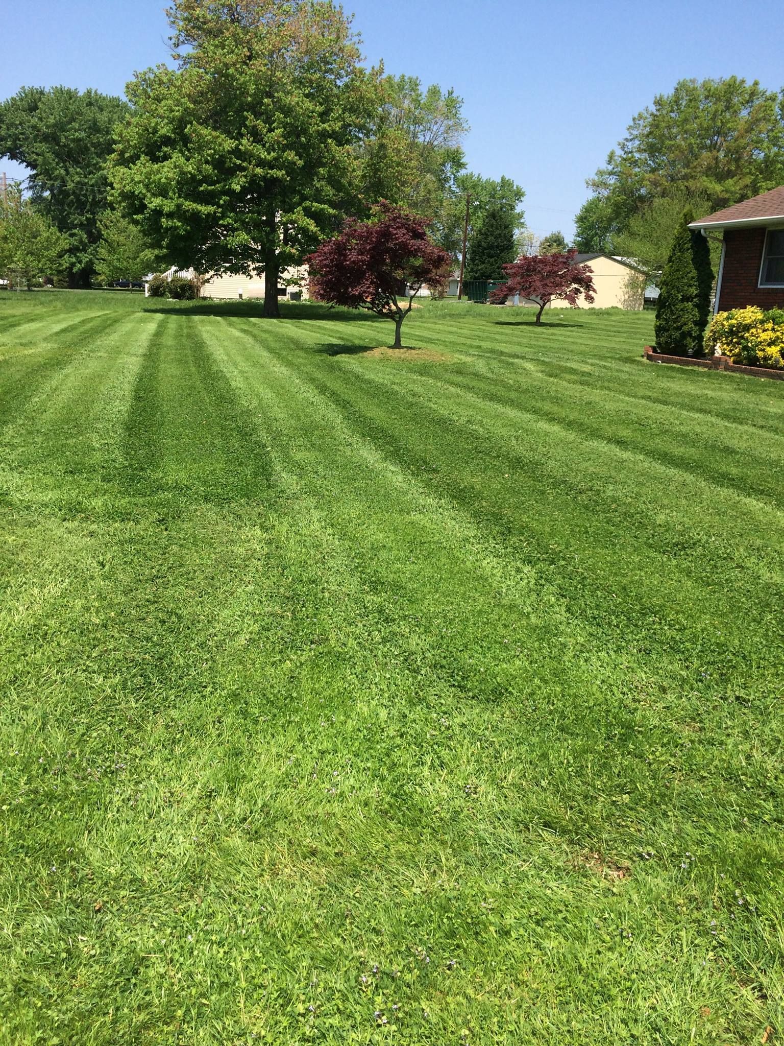 Lawn with striped pattern, trees, and a house under a sunny sky.