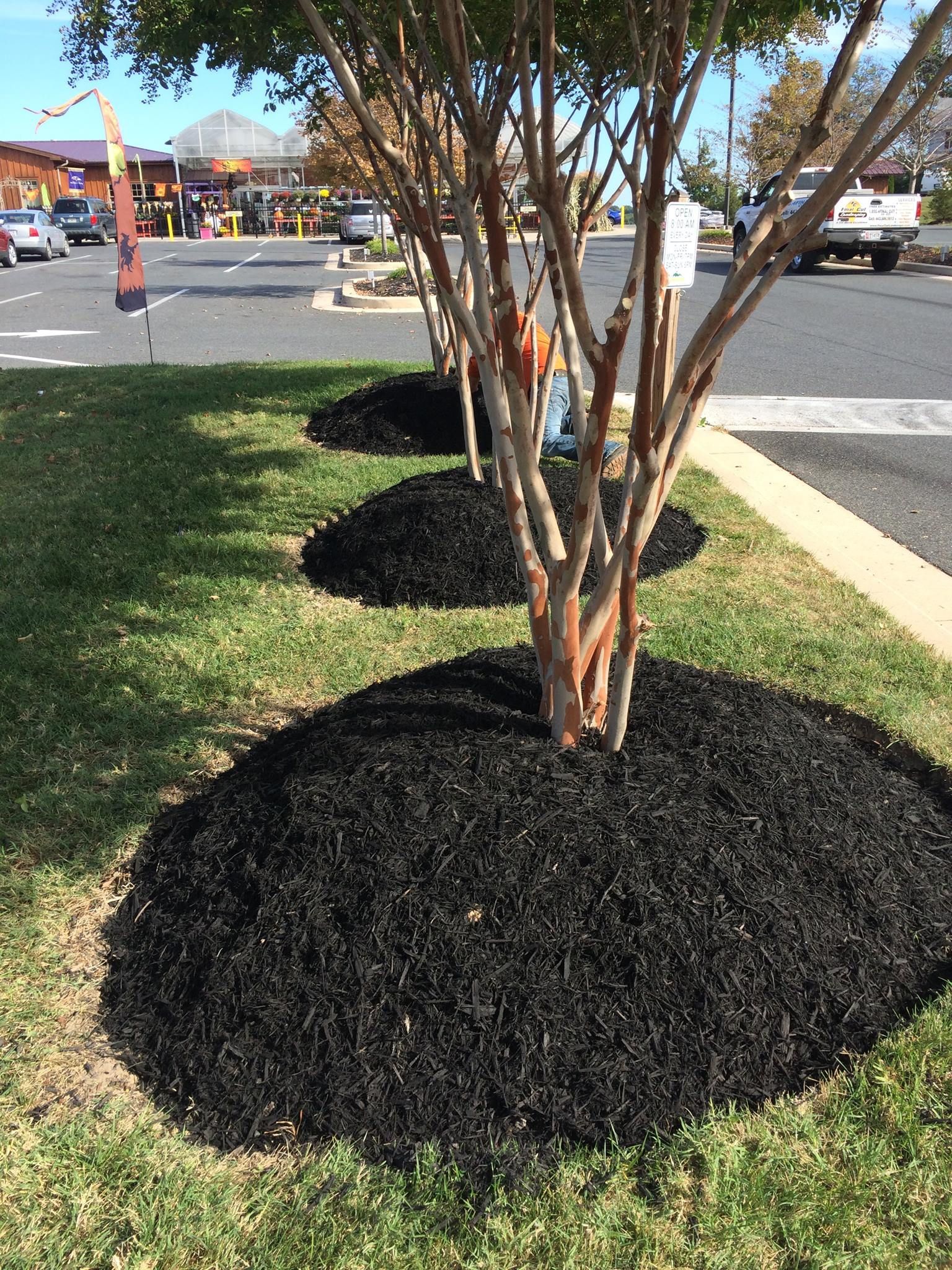 Black mulch circles young trees in a grassy area, with a store in the background.