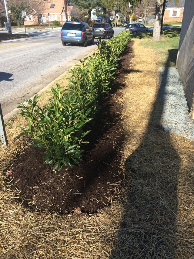 Row of green shrubs planted along a street, with cars passing in the background.