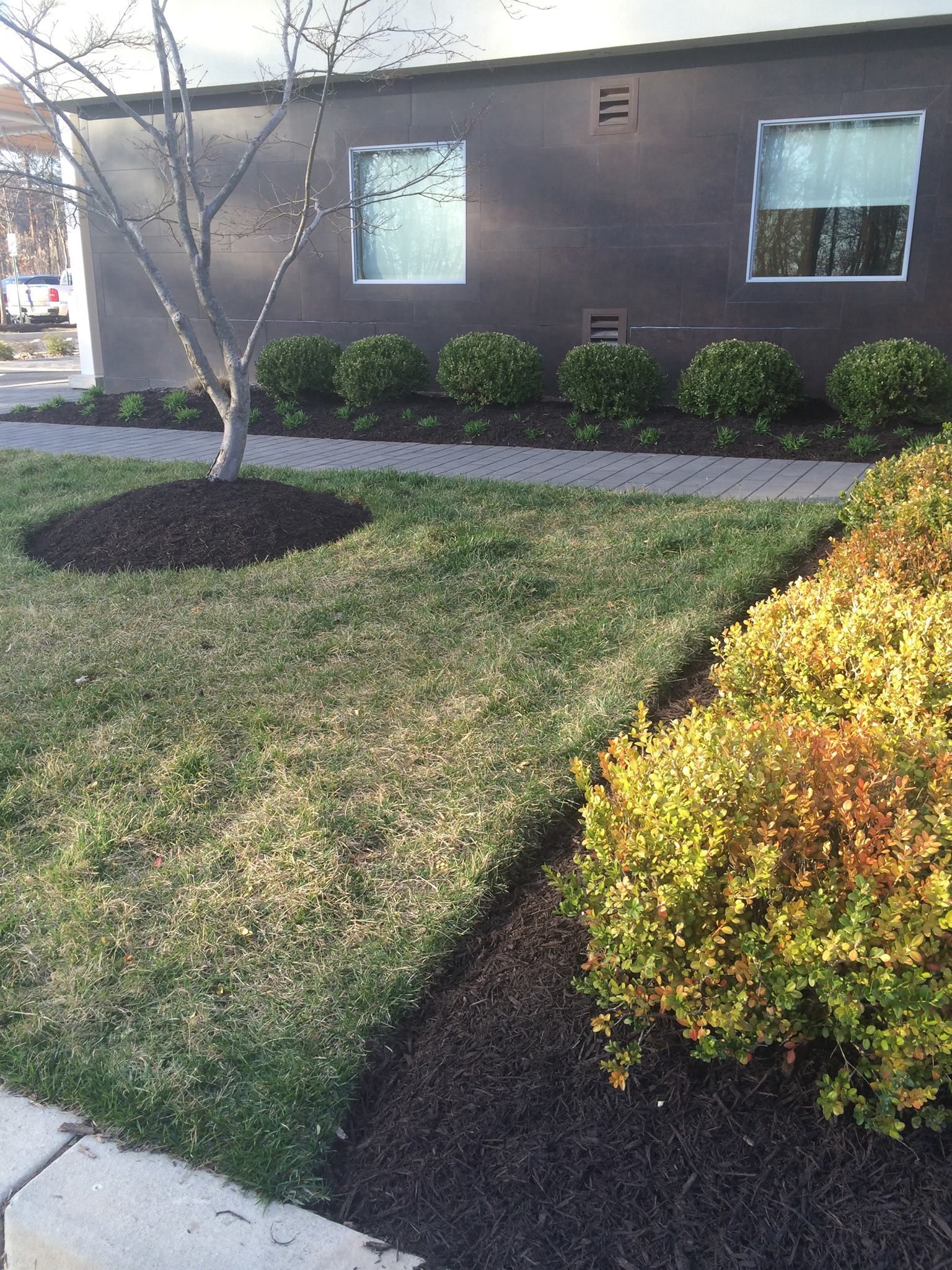 A building with two windows has a lawn with trimmed bushes and a small tree.