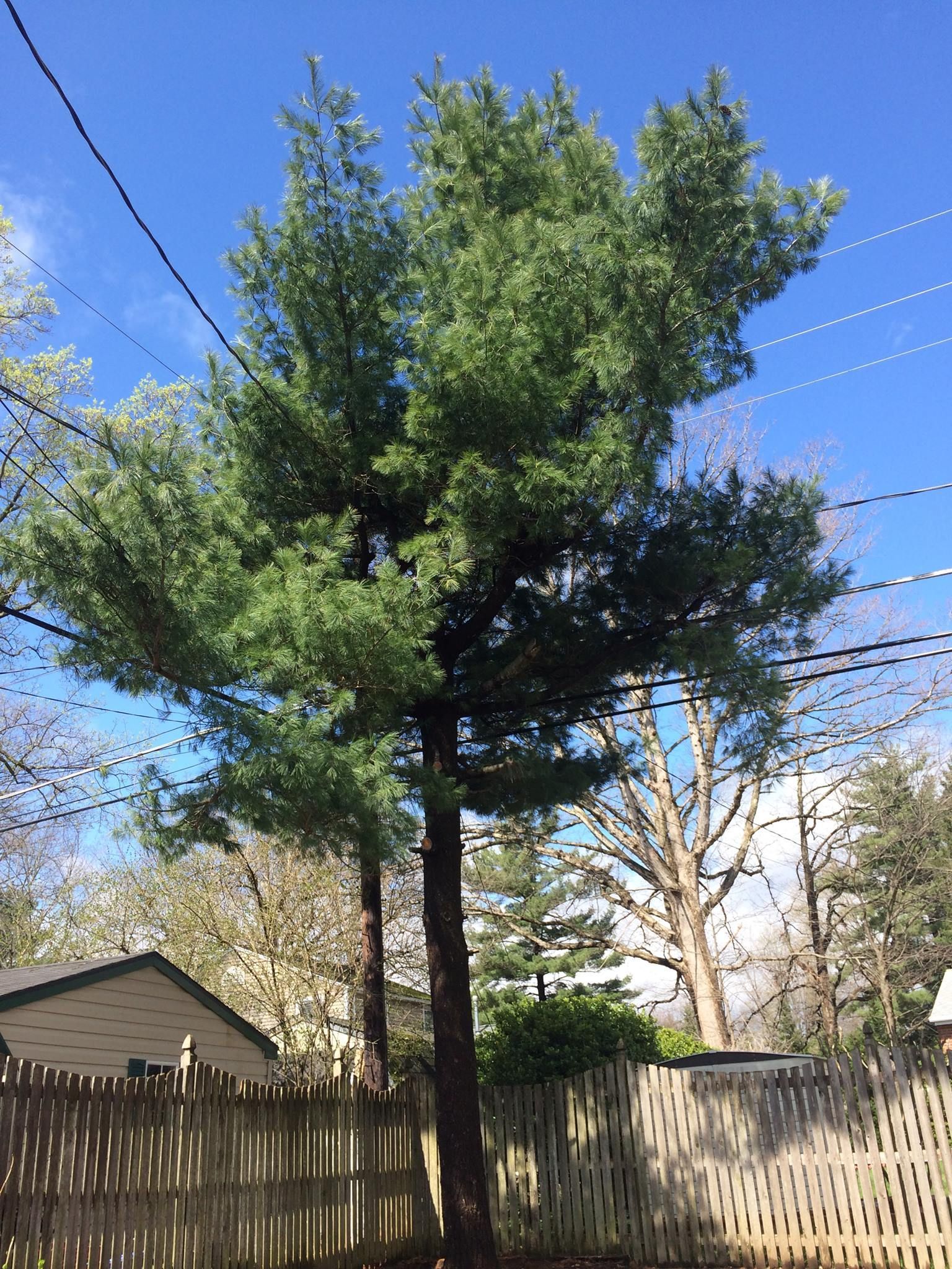 Tall evergreen tree, brown trunk, green foliage, behind a wooden fence, blue sky with power lines.