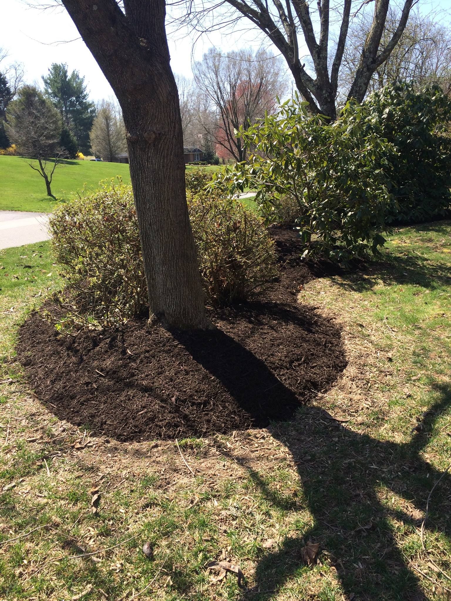 Tree surrounded by mulch, bushes, and grass in a sunny yard.