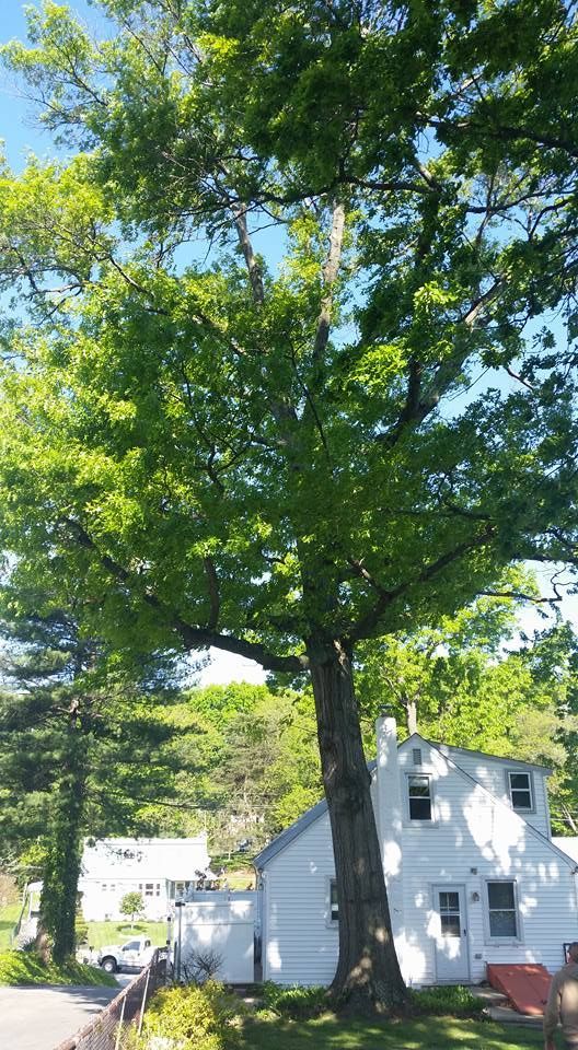 Large tree next to a white house with green leaves. Sunny, outdoor scene.