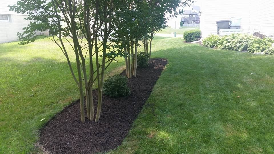 Row of trees with mulch bed along a lawn.