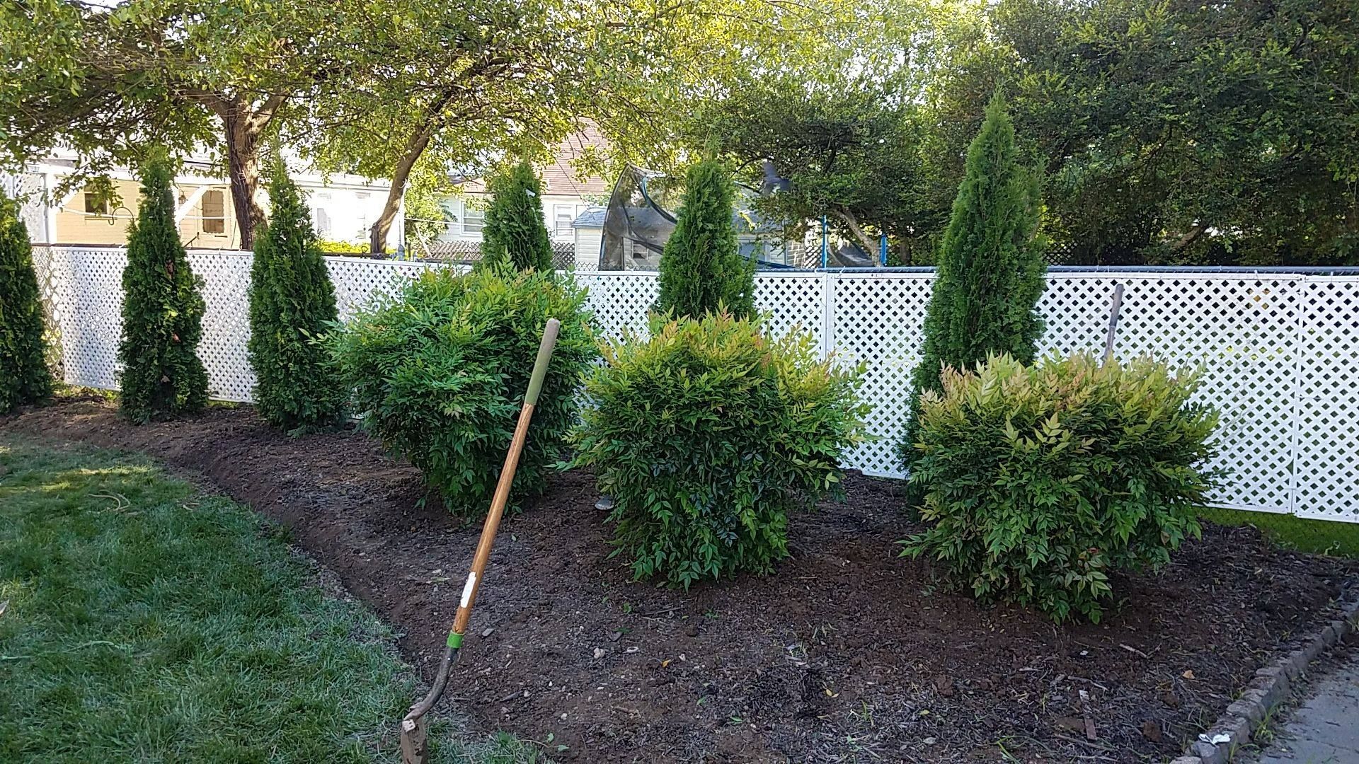A well-maintained garden bed with evergreen shrubs, mulch, and a lattice fence. Green grass in the foreground.