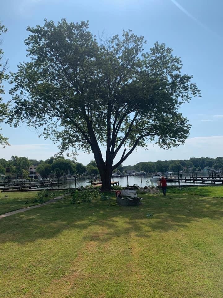 A tree with green leaves casts a shadow on a grassy area near a harbor. A person in red is visible.