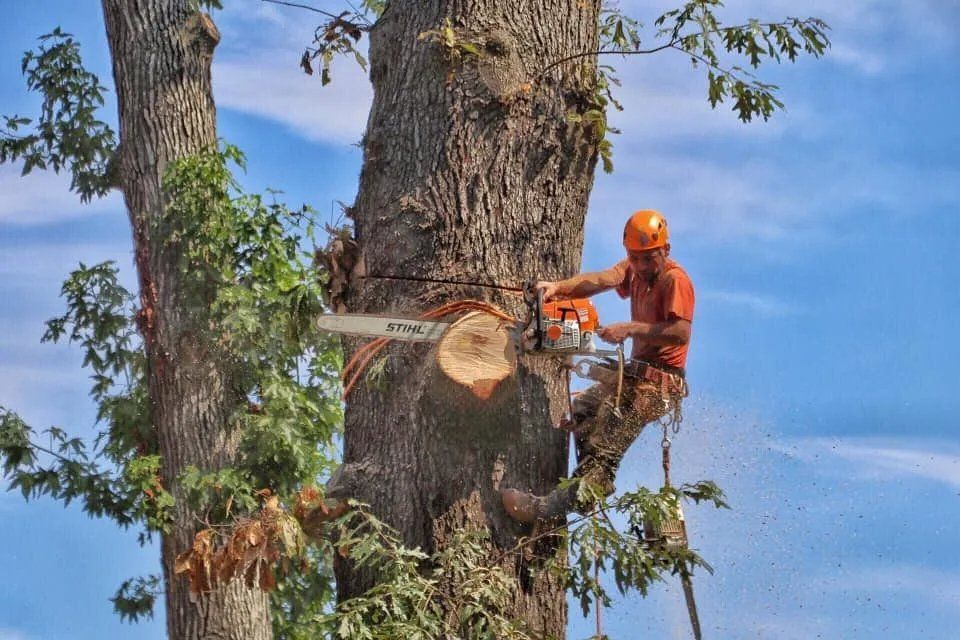 Arborist cutting a large tree with a chainsaw, wearing safety gear, set against a blue sky.