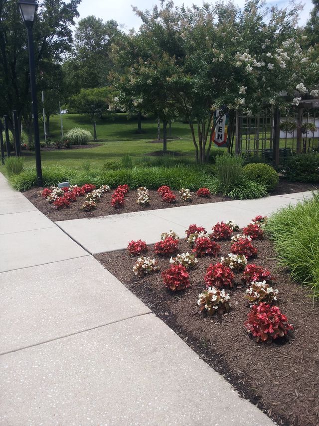 Flowers in red and white bloom in a flower bed beside a sidewalk. Trees and green grass are in the background.